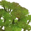 Floristik24 Kunstpflanzen im Topf Künstliche Sukkulente Grün H15cm