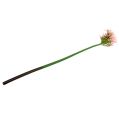 Floristik24 Seidenblume Agapanthus Rosa 80cm
