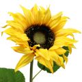 Floristik24 Langstielige Sonnenblume Gelb 53cm