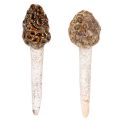Floristik24 Künstlicher Deko-Morchel-Pilz aus Keramik, 13cm, Braun, 2er-Set
