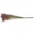 Floristik24 Statice, Strandflieder, Trockenblume, Wildblumen-Bund Pink L52cm 23g