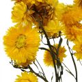 Floristik24 Trockenblume Gelb Strohblume Helichrysum Trockendeko Bund 50cm 45g