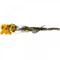 Floristik24 Trockenblume Gelb Strohblume Helichrysum Trockendeko Bund 50cm 45g