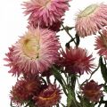 Floristik24 Strohblume Pink getrocknet Helichrysum Trockenblumen Bund 45cm 45g