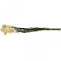 Floristik24 Trockendeko Strohblume Creme Helichrysum getrocknet 50cm 30g