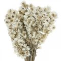 Floristik24 Strohblumen Trockenblumen Bouquet Weiß Klein 15g