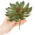 Künstliche Sukkulenten grün 18cm 3er-Set aus Kunststoff | Floristik24.at