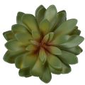 Künstliche Sukkulenten grün 18cm 3er-Set aus Kunststoff | Floristik24.at