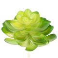 Floristik24 Künstliche Sukkulenten grün 10 cm, 4 Stück, Dekoration für Schale oder Vase