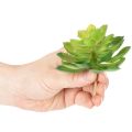 Künstliche Sukkulenten grün 10 cm, 4 Stück, Dekoration für Schale oder Vase | Floristik24.at