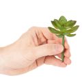 Künstliche Sukkulente grün, Kunststoff, 9 cm Höhe | Floristik24.at