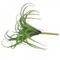 Floristik24 Aloe künstlich Grün Kunstpflanze zum Stecken Grünpflanze 38Øcm