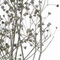 Floristik24 Trockenblume Massasa Geweißt Dekozweige 50-55cm Bund von 6St