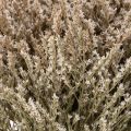 Strandflieder Trockenblume Natur gebündelt 1 kg | Floristik24.at