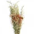 Floristik24 Trockenblumenstrauß Getreide und Mohn Trockendeko 60cm 100g