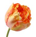 Floristik24 Tulpen Rosa-Gelb 86cm 3St