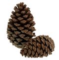 Floristik24 Zapfen Pinus Maritima 10cm - 15cm Natur 3St