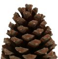 Floristik24 Zapfen Pinus Maritima 10cm - 15cm Natur 3St