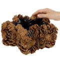 Tannenzapfen-Pflanztopf Sternform 30cm naturbraun | Floristik24.at