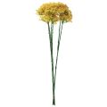 Floristik24 Zierlauch Wilder Allium künstlich Gelb 70cm 3St