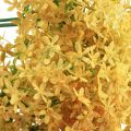 Floristik24 Zierlauch Wilder Allium künstlich Gelb 70cm 3St