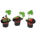Floristik24 Glücksfiguren Kleeblatt und Käfer im Zylinder Kunststoff 7 cm 3er-Set