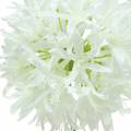 Floristik24 Zierlauch Allium künstlich Weiß Ø12cm H62cm