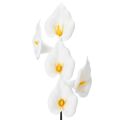 Floristik24 Weiße künstliche Calla am Draht, 50 Stück, 35 cm