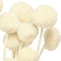 Craspedia getrocknet Trommelstöckchen Creme 45-55cm 20 St | Floristik24.at