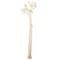 Craspedia getrocknet Trommelstöckchen Creme 45-55cm 20 St | Floristik24.at