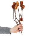 Glabrum-Leucospermum-Zweige, Getrocknet, Naturfarben, 25–40 cm, 25 Stück | Floristik24.at
