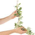 Künstliche Girlande mit panaschierten Blättern 175cm, Kunststoff, Grün-Weiß | Floristik24.at