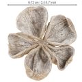 Trockenblume Landlotus Holz naturbelassen Weiß gewaschen 6-12cm 50 Stück | Floristik24.at